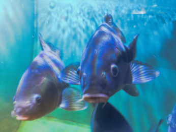 Что посетить и посмотреть в Череповце?